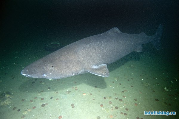 В Норвегии поймали рекордную акулу
