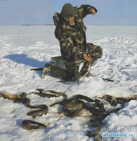 Зимняя ловля налима на Онежском озере
