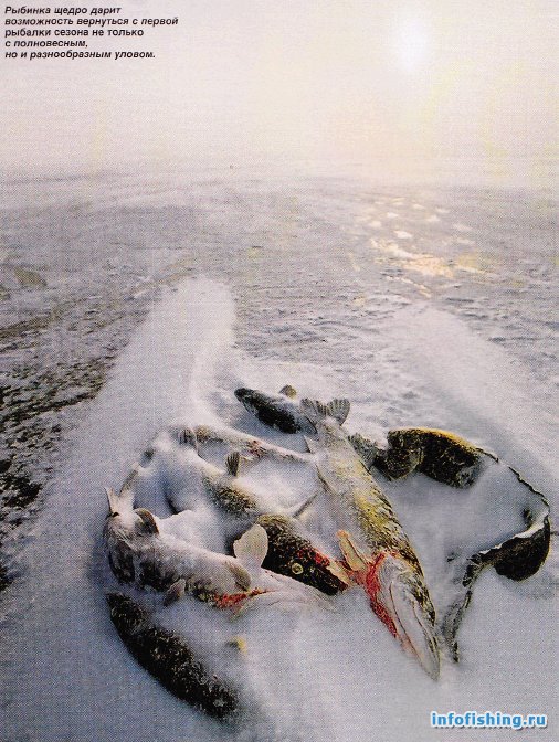 Зимний улов на Рыбинском водохранилище