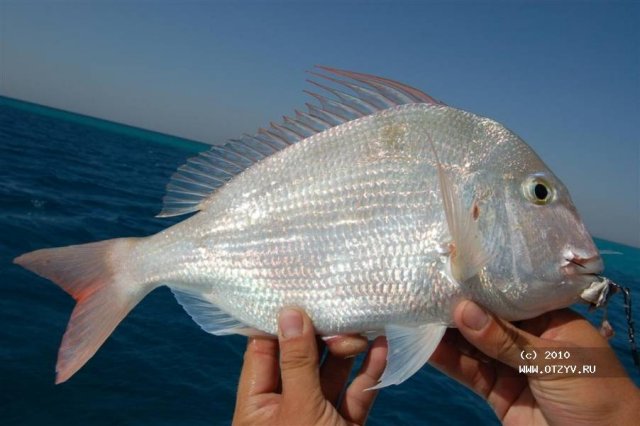 Отчет о рыбалке в Египте на Красном море
