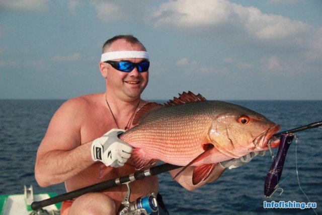 Red snapper  