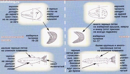Видовые отличия атлантического лосося и кумжи