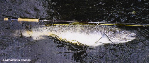 Поездка в Финляндию на лососевую рыбалку
