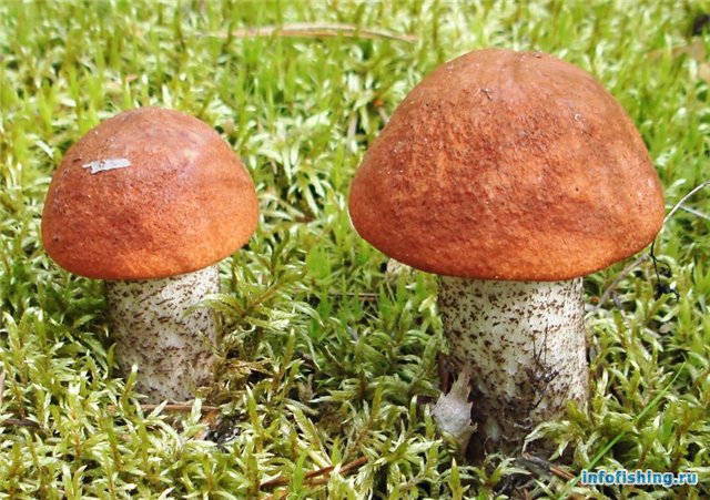 гриб подосиновик красный