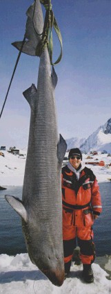 Гигантские акулы Гренландии