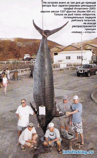 самая большая в мире шестижаберная акула