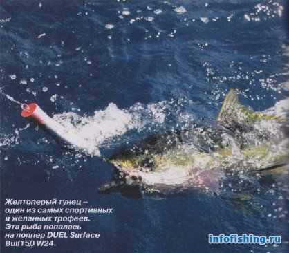 желтоперый тунец